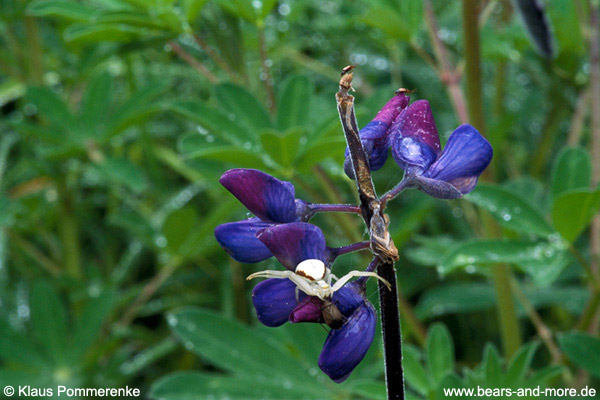 Nootka-Lupine / Nootka Lupine (Lupinus nootkatensis)