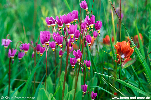 Götterblume / Pretty Shooting Star (Dodecatheon pulchellum)