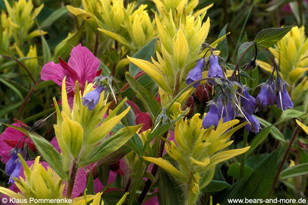 Unalaska Paintbrush (Castilleja unalaschcensis), Tall Bluebells (Mertensia paniculata), Dwarf Fireweed (Epilobium latifolium)