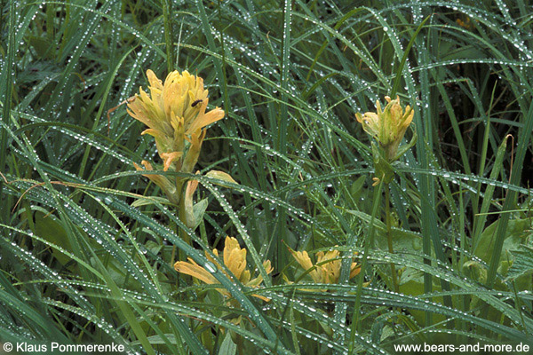 Gelbe Kastillee / Unalaska Paintbrush (Castilleja unalaschcensis)