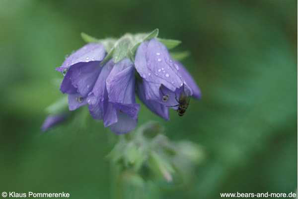 Himmelsleiter / Jacob’s Ladder (Polemonium pulcherrimum)