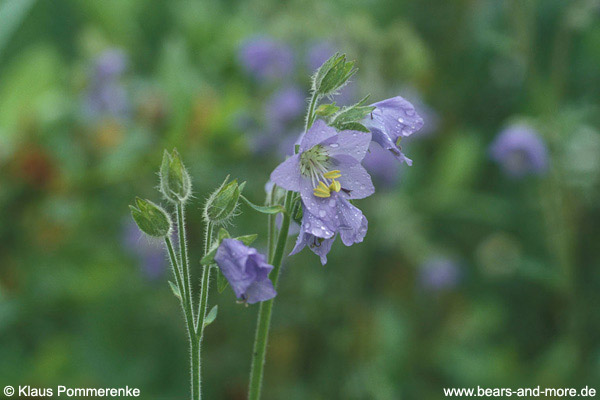 Himmelsleiter / Jacob’s Ladder (Polemonium pulcherrimum)