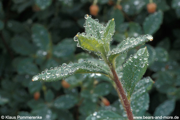 Blaubeeren / Alaskan Blueberry (Vaccinium alaskaense)