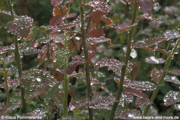 Blaubeeren / Alaskan Blueberry (Vaccinium alaskaense)