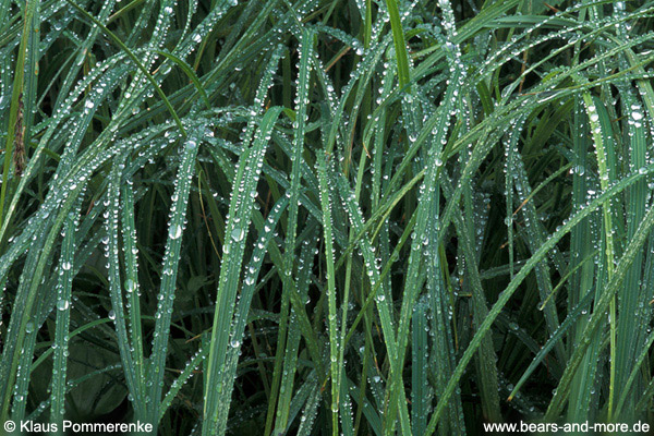 Lyngby-Segge / Lyngby’s Sedge (Carex lyngbyei)