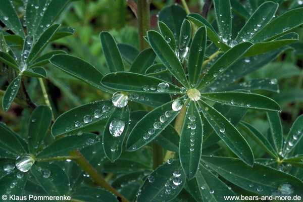 Nootka-Lupinen-Blätter / Leaves of Nootka Lupine (Lupinus nootkatensis)