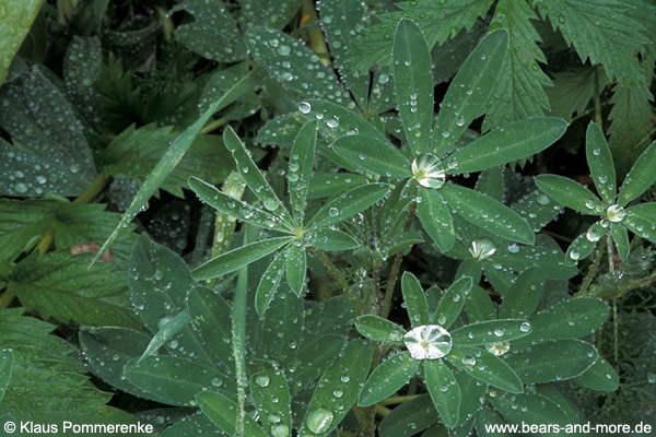 Nootka-Lupinen-Blätter / Leaves of Nootka Lupine (Lupinus nootkatensis)