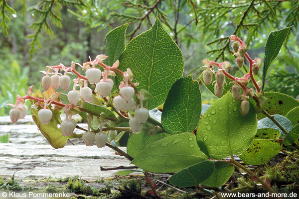 Shallon-Scheinbeere / Salal (Gaultheria shallon)