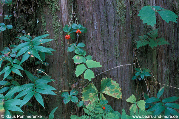 Dwarf Dogwood (Cornus canadensis), Vanilla-Leaf (Achlys triphylla), False Salomon’s Seal (Smilacina stellata)