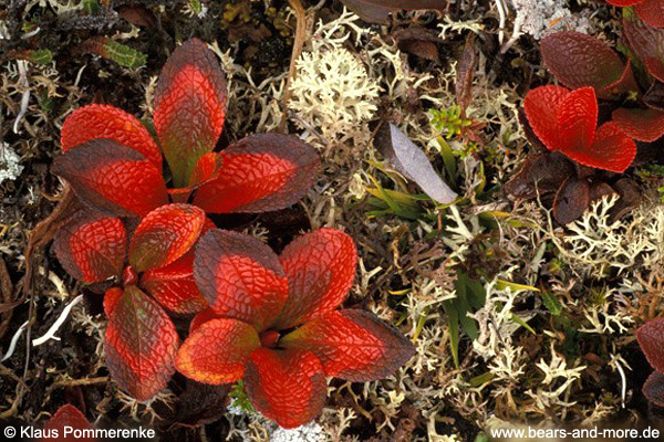 Tundra-Vegetation (Cladonia arbuscula, Arctostaphylos alpina)