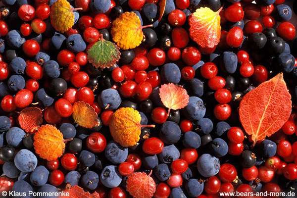 Beeren-Auslese (Vaccinium uliginosum, Vaccinium vitis-idaea, Empetrum nigrum)