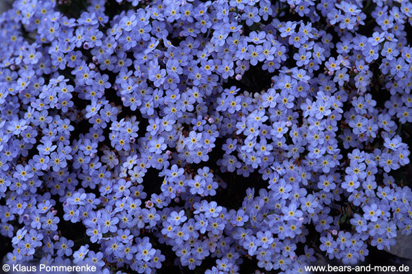 Bodensee-Vergissmeinnicht / Lake Constance Forget-Me-Not (Myosotis rehsteineri)