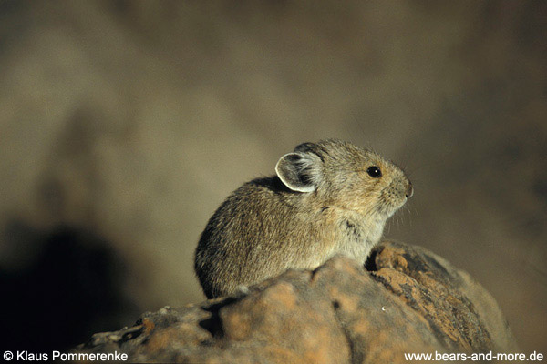 Pika · Pfeifhase / Pika (Ochotona collaris)