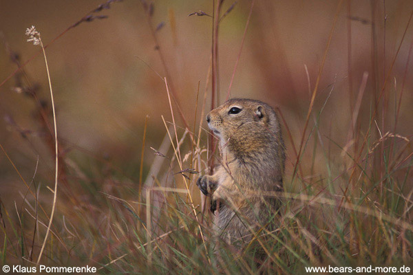 Arktisches Ziesel / Arctic Ground Squirrel (Spermophilus parryii)