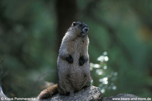 Eisgraues Murmeltier / Hoary Marmot (Marmota caligata)