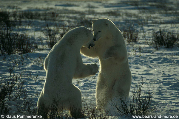 Eisbär / Polar Bear (Ursus maritimus)