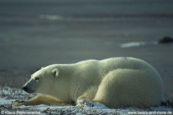 Eisbär / Polar Bear (Ursus maritimus)