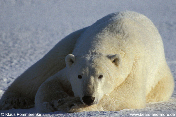 Eisbär / Polar Bear (Ursus maritimus)