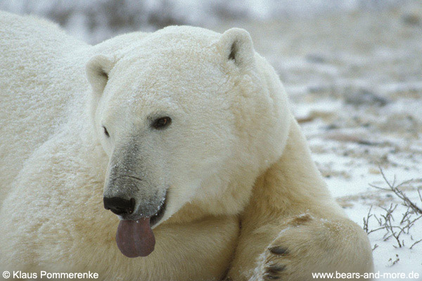 Eisbär / Polar Bear (Ursus maritimus)