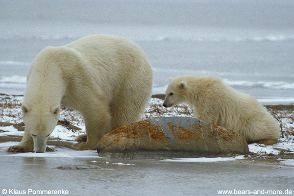 Eisbär / Polar Bear (Ursus maritimus)