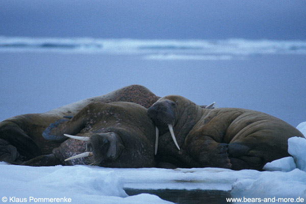 Walross / Walrus (Odobenus rosmarus)