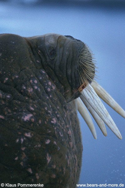 Walross / Walrus (Odobenus rosmarus)