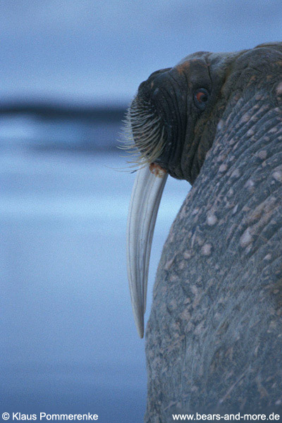 Walross / Walrus (Odobenus rosmarus)