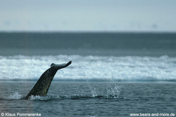 Narwal / Narwhal (Monodon monoceros)