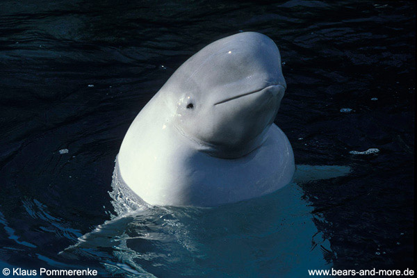 Beluga / Beluga (Delphinapterus leucas) [C]