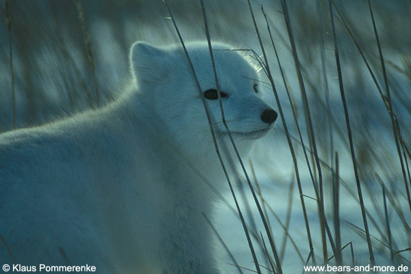 Eisfuchs / Arctic Fox (Alopex lagopus)