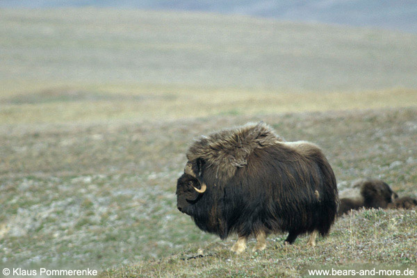 Moschusochse / Musk Ox (Ovibos moschatus)