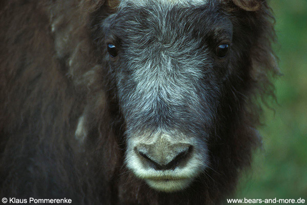 Moschusochse / Musk Ox (Ovibos moschatus)