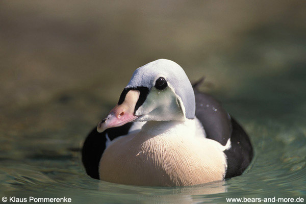 Prachteiderente / King Eider (Somateria spectabilis)