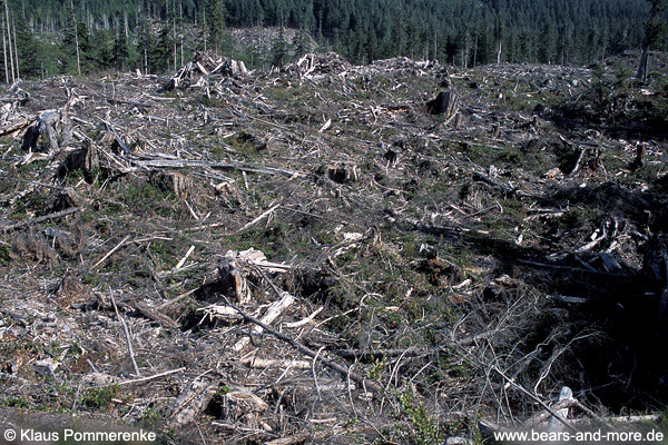 Typischer Kahlschlag mit Holzverschwendung / Typical clearcut with waste of wood