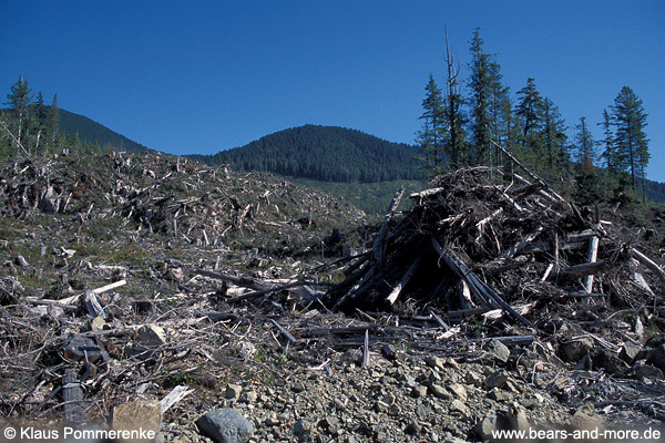 Kahlschlag, Holzverschwendung, Bodenerosion / Clearcut, waste of wood, soil erosion