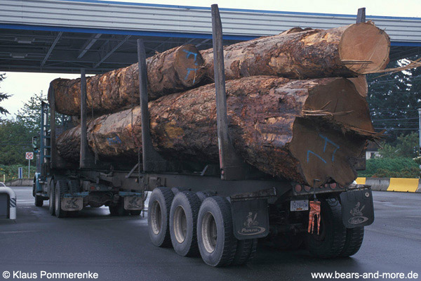 Abtransport wertvoller alter Stämme / Hauling logs