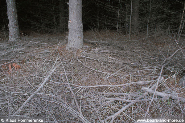 Biologische Wüste im Sekundärwald / Biological desert in a second-growth forest