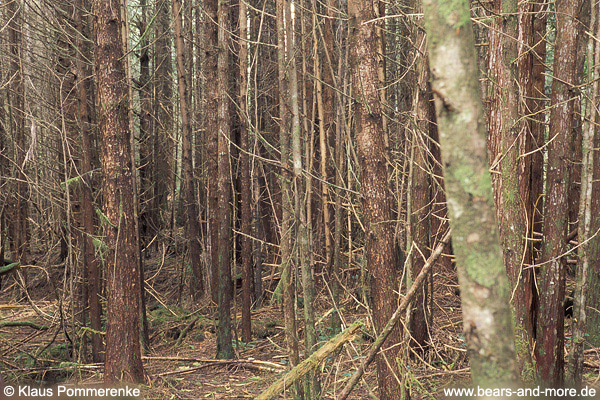 Eine biologische Wüste: Holzacker im Sekundärwald / Biological desert: second-growth forest