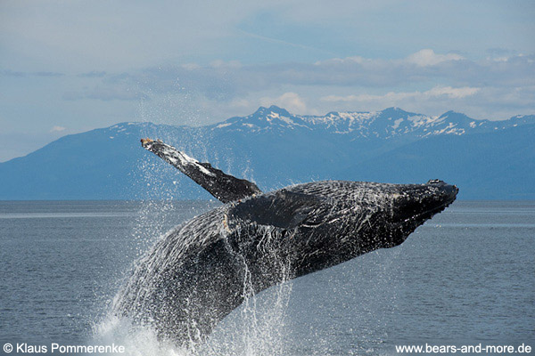 Buckelwal / Humpback Whale (Megaptera novaeangliae)