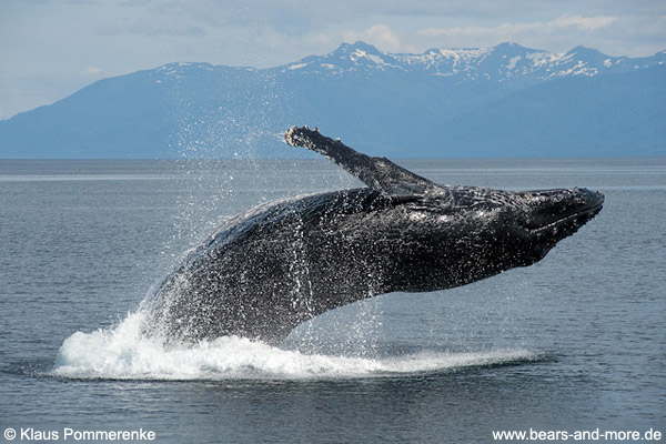 Buckelwal / Humpback Whale (Megaptera novaeangliae)