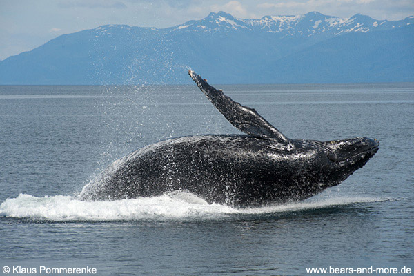 Buckelwal / Humpback Whale (Megaptera novaeangliae)