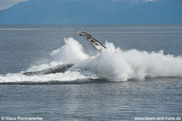 Buckelwal / Humpback Whale (Megaptera novaeangliae)