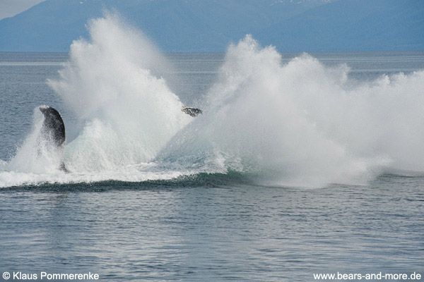 Buckelwal / Humpback Whale (Megaptera novaeangliae)