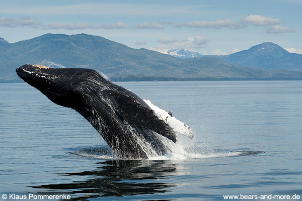 Buckelwal / Humpback Whale (Megaptera novaeangliae)