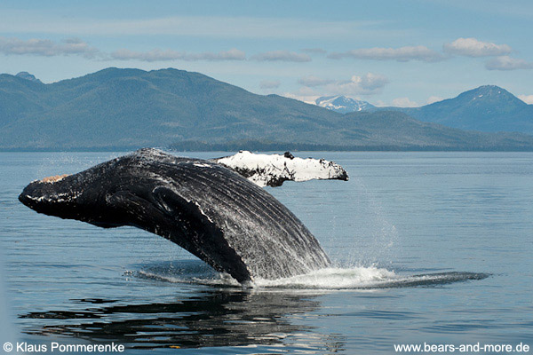 Buckelwal / Humpback Whale (Megaptera novaeangliae)