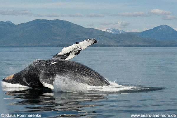 Buckelwal / Humpback Whale (Megaptera novaeangliae)