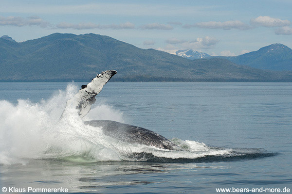 Buckelwal / Humpback Whale (Megaptera novaeangliae)