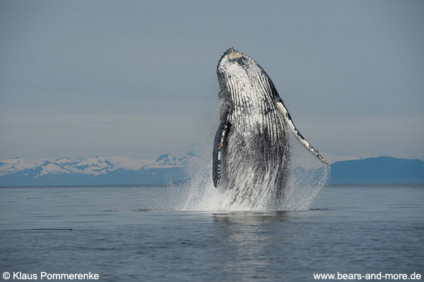 Buckelwal / Humpback Whale (Megaptera novaeangliae)