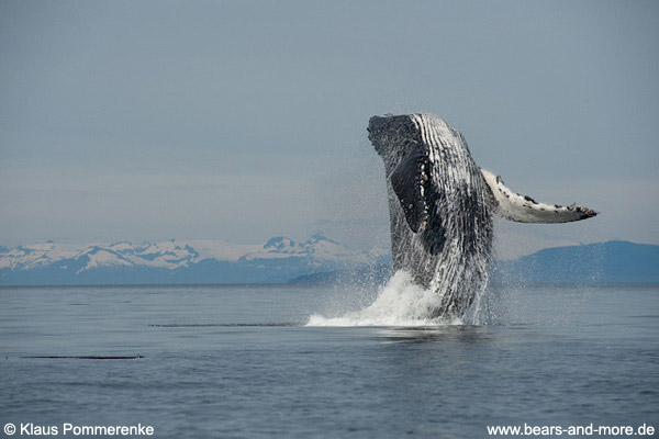 Buckelwal / Humpback Whale (Megaptera novaeangliae)