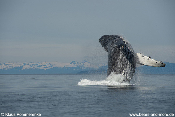 Buckelwal / Humpback Whale (Megaptera novaeangliae)